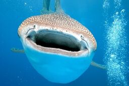 توافق جهانی برای حفاظت از چند گونه کوسه