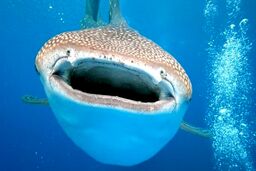 توافق جهانی برای حفاظت از چند گونه کوسه