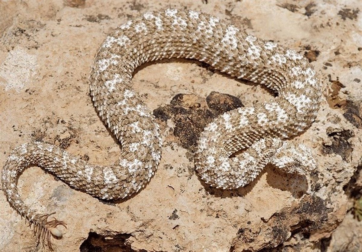 هشدار آتش نشانی | مارها به اصفهان حمله کردند