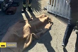 کشف جسد تکه تکه شده زن جوان در تهران