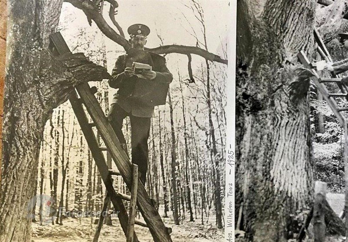 یک درختی در جهان که آدرس پستی دارد