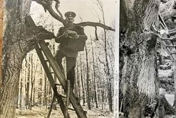 یک درختی در جهان که آدرس پستی دارد