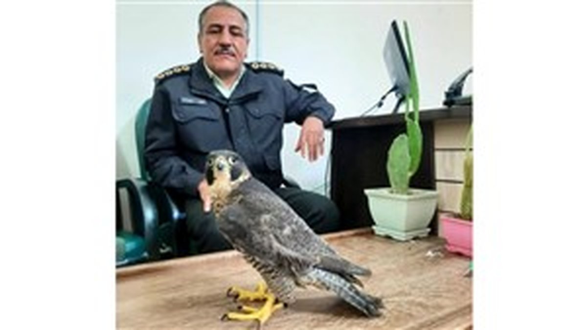 پرنده میلیاردی در خیابان های یاسوج رها شده بود