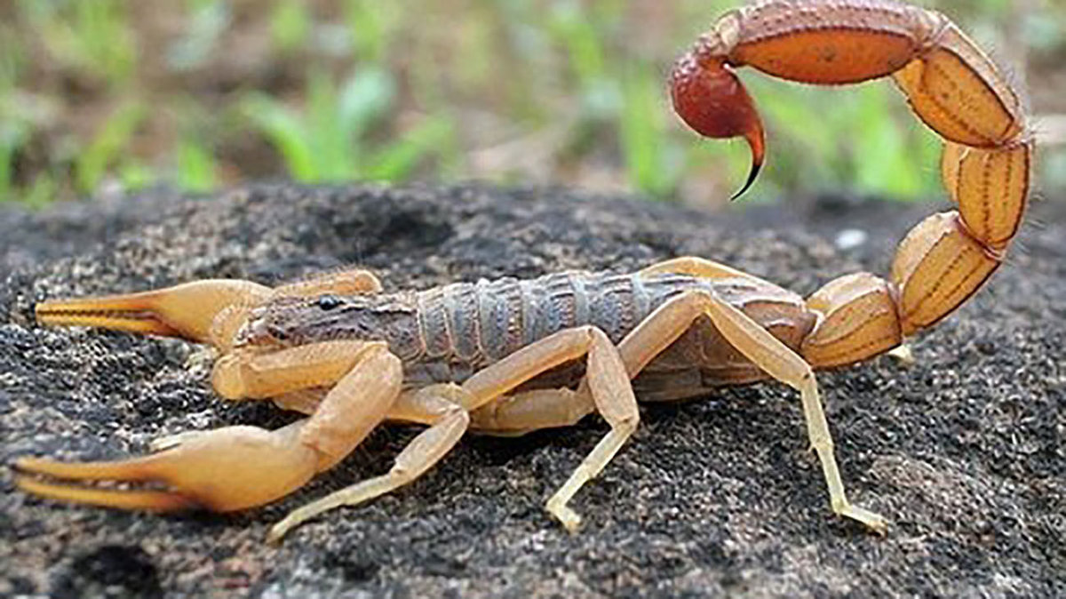 دقیق ترین خبر از مرگ 5 روستایی در حمله عقرب ها ! / فرماندار میناب تشریح کرد !