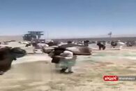 فرار هزار زندانی خطرناک طالبان از زندان پل چرخی کابل