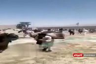 فرار هزار زندانی خطرناک طالبان از زندان پل چرخی کابل