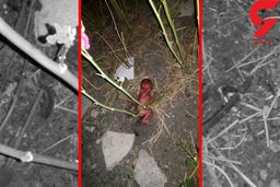 تصویری دردناک از نوزاد رها شده در صالح‌آباد +عکس