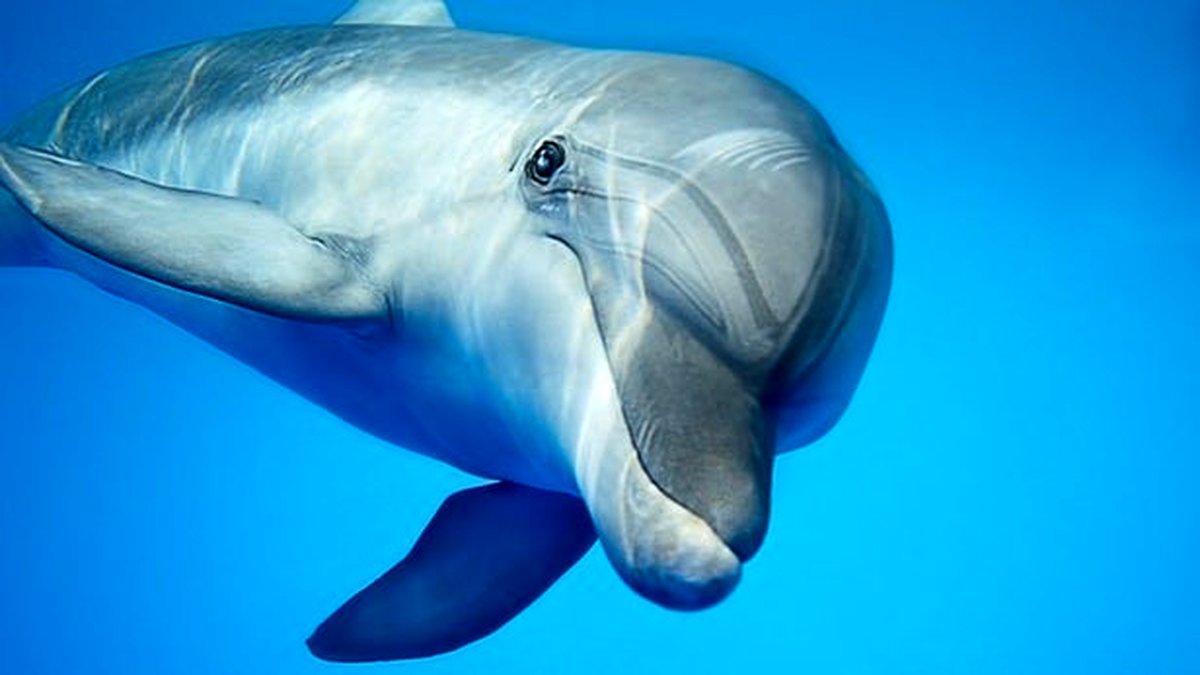 دلفینها هم آلزایمر میگیرند!