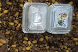 خرمای نخل‌های بین‌الحرمین بین زائران توزیع شد+تصاویر