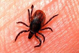هشدار وحشتناک وزارت بهداشت |  تعداد مبتلایان تب کریمه کنگو به ۶۰ نفر رسید