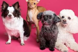  در خبری عجیب مجوز واردات سگ و گربه صادر شد
