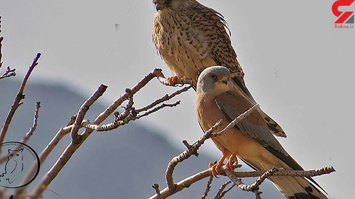 کشف پرنده 6 میلیاردی در ایلام / ماده شاهین دلیجه به کجا قاچاق می شد؟
