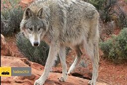 حمله خونین گرگاس به اهالی روستای درفک سبزوار / چهار نفر زخمی شدند
