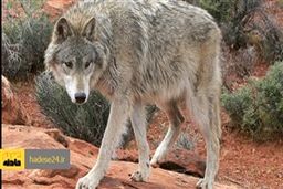 حمله خونین گرگاس به اهالی روستای درفک سبزوار / چهار نفر زخمی شدند