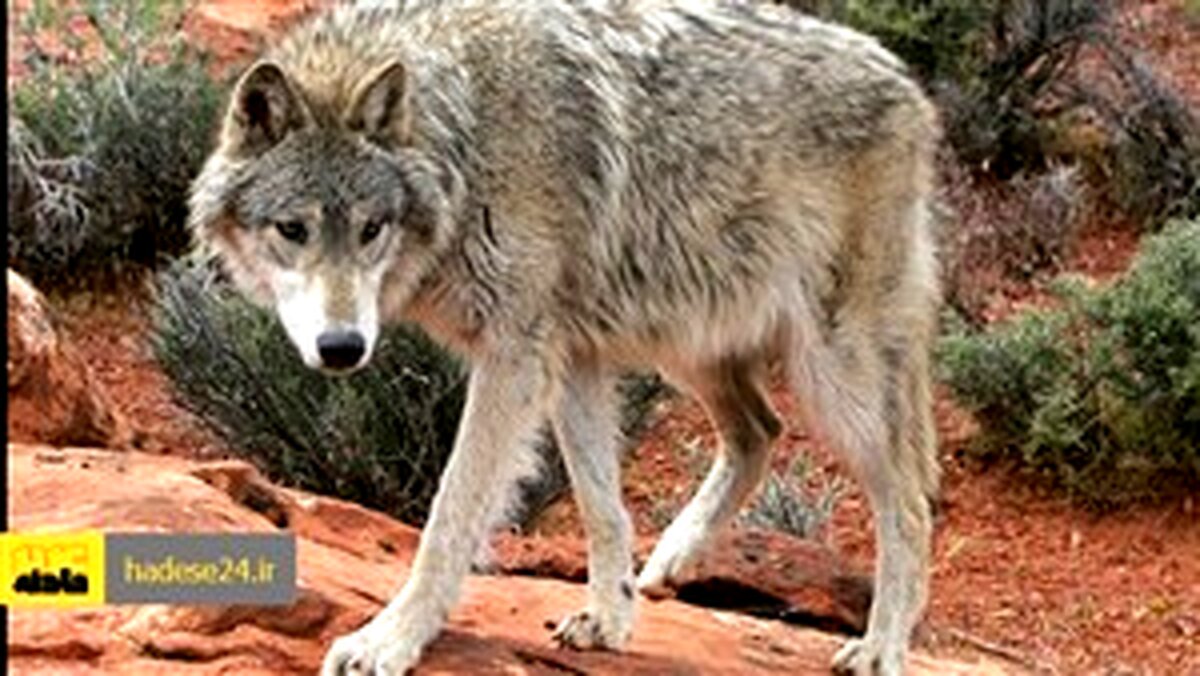 حمله خونین گرگاس به اهالی روستای درفک سبزوار / چهار نفر زخمی شدند