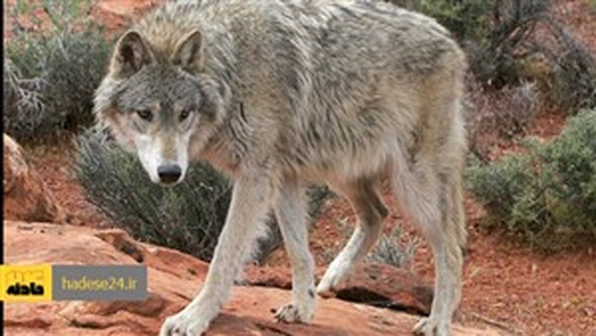حمله خونین گرگاس به اهالی روستای درفک سبزوار / چهار نفر زخمی شدند