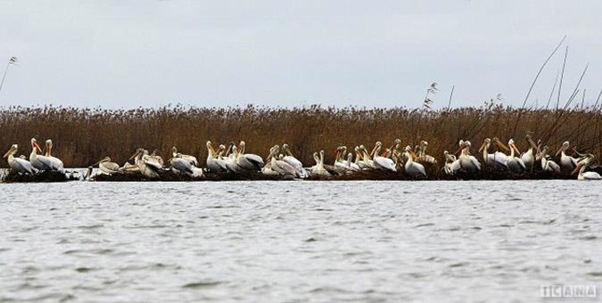 فاجعه در خزر؛ عمق تالاب انزلی به یک متر رسیده است