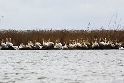 فاجعه در خزر؛ عمق تالاب انزلی به یک متر رسیده است