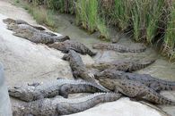 تمساح های رودخانه سرباز/سیستان
