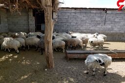 بازداشت 20 سارق با 54 گوسفند سرقتی در کرمان