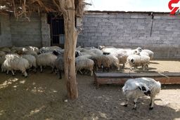 بازداشت 20 سارق با 54 گوسفند سرقتی در کرمان