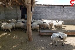 بازداشت 20 سارق با 54 گوسفند سرقتی در کرمان