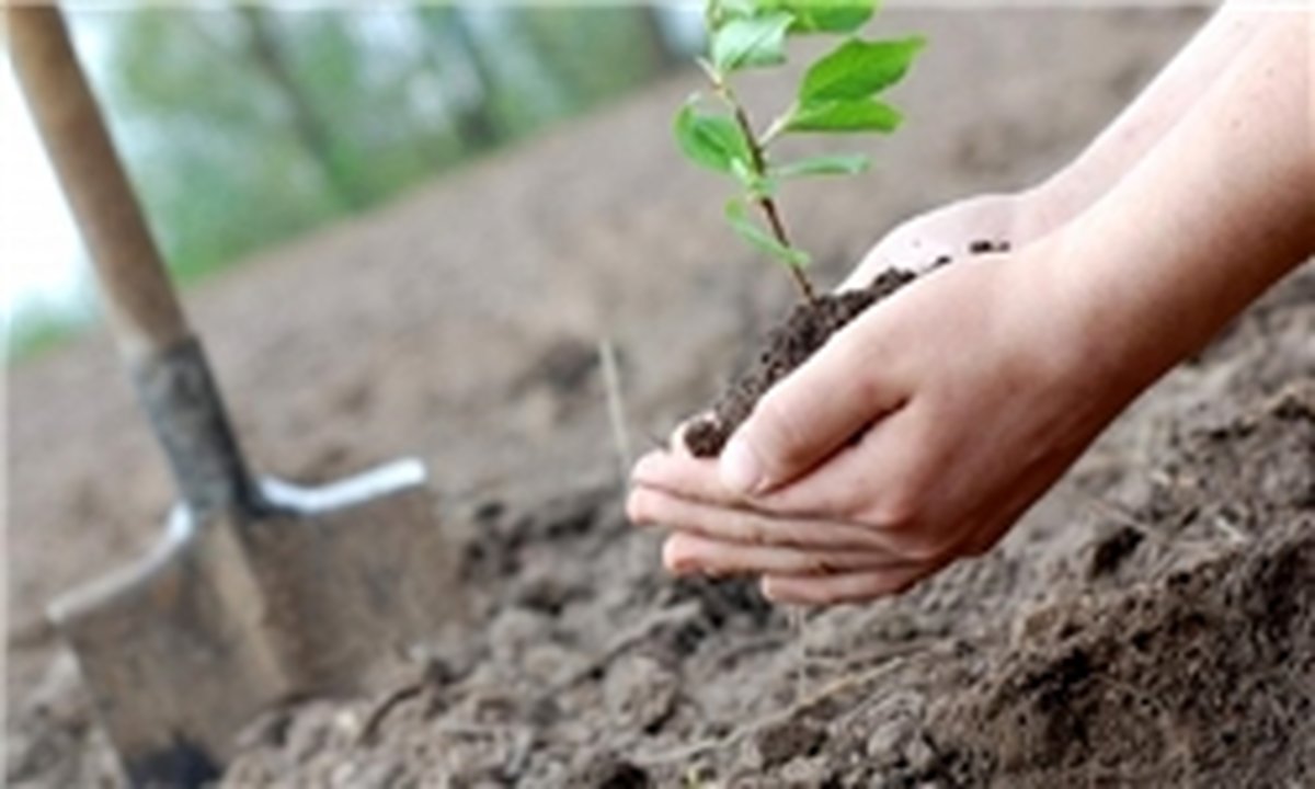 احیا درختان کهن سال خیابان های سهروری و شریعتی