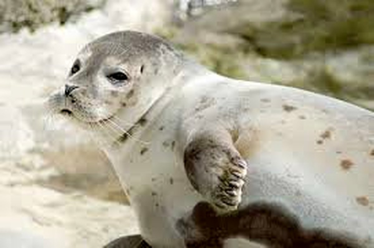 برنامه منسجم برای حفاظت از فک خزری تدوین می‌شود