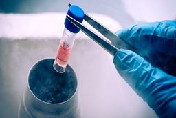 کیمرا؛ اولین حیوان با سلول های انسانی متولد می شود