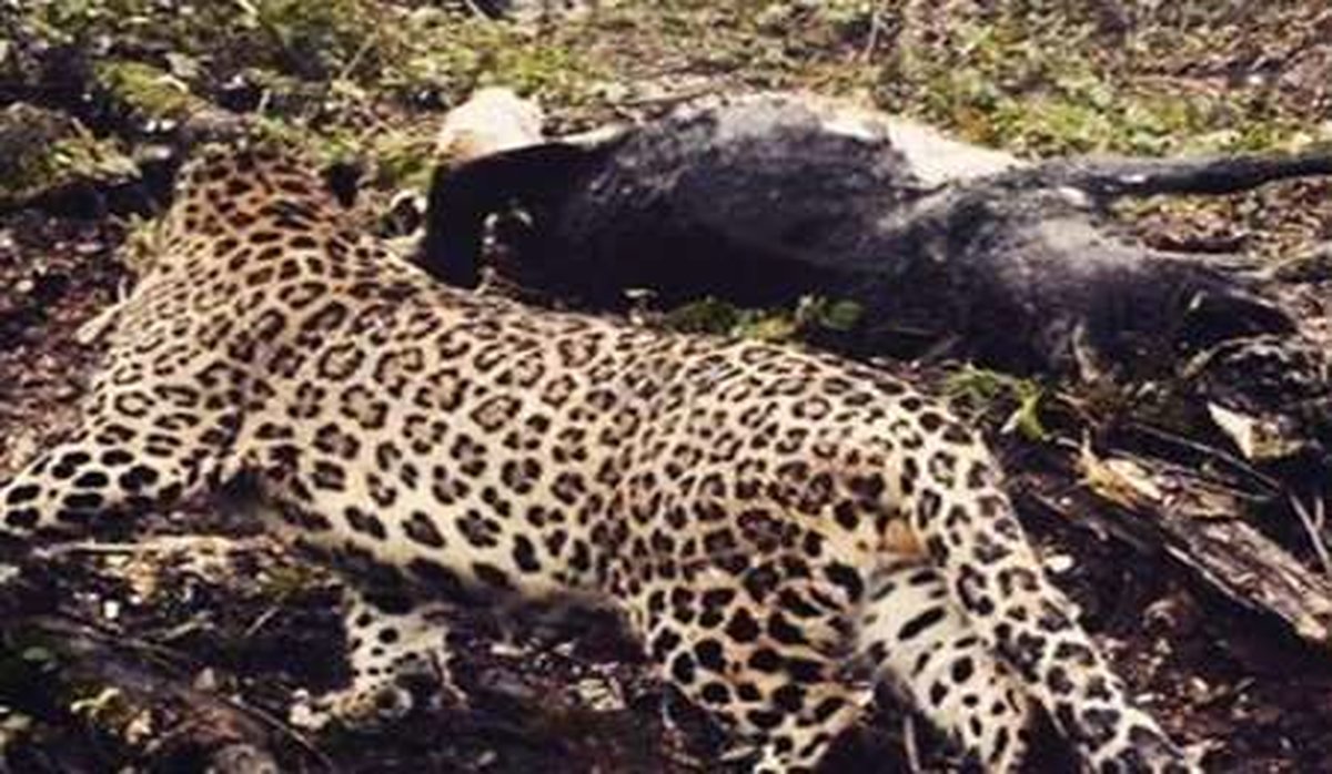 حمله پلنگ گرسنه در مرزن آباد چالوس