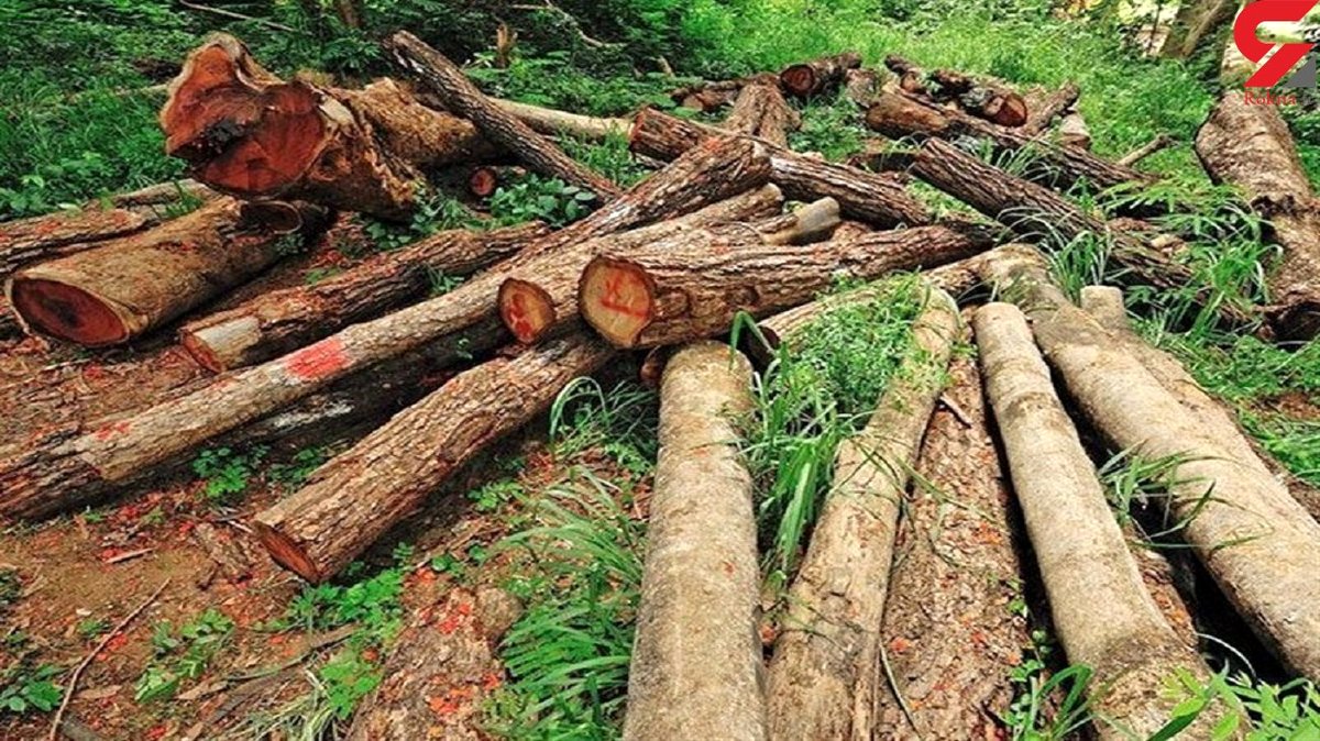 دزدان به درختان شهرری هم رحم نکردند / بازداشت 3 مرد با 7 درخت