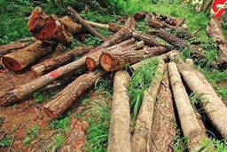 دزدان به درختان شهرری هم رحم نکردند / بازداشت 3 مرد با 7 درخت