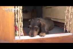 فیلم/پیرمرد هفتاد ساله با  خانه و تراکتورش به جام جهانی می رود