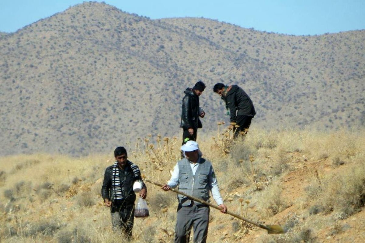 دومین مرحله عملیات احیای مناطق آسیب دیده جنگل های پاسارگادآغازشد