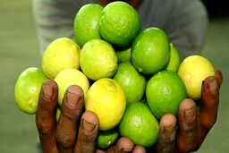 معجزه آبلیمو بر روی موی سر+ سه روش راحت