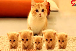 آیا گربه نجس است؟