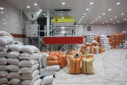 نگاه دولت و وزارت جهاد به بازار برنج واقع‌بینانه است
