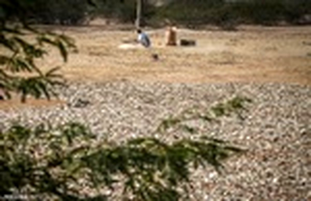 پودر کردن ماهیهای مرده شغل عجیب و دشوار اهالی هرمز + گزارش تصویری