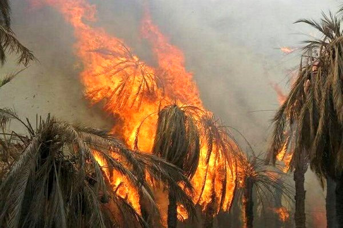 ۱۰۰ نفر نخل خرمای شهرستان گراش در آتش سوخت