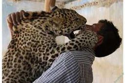 مصدوم حمله پلنگ چوپان را در آی.سی.یوی بستری شد