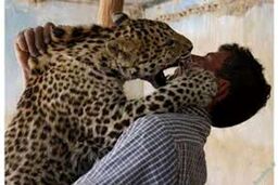 مصدوم حمله پلنگ چوپان را در آی.سی.یوی بستری شد
