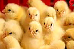 این مردان بی رحم محاکمه می شوند / هزاران جوجه در اردبیل زنده به گور شدند