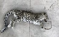 تلف شدن توله پلنگ ماده بر اثر تصادف در گلستان