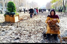 صحنه‌های جنگ مار و لک لک که دیگر تهرانی‌ها نمی‌بینند/ ماجرای جغد تنهای میدان مشق