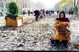 صحنه‌های جنگ مار و لک لک که دیگر تهرانی‌ها نمی‌بینند/ ماجرای جغد تنهای میدان مشق