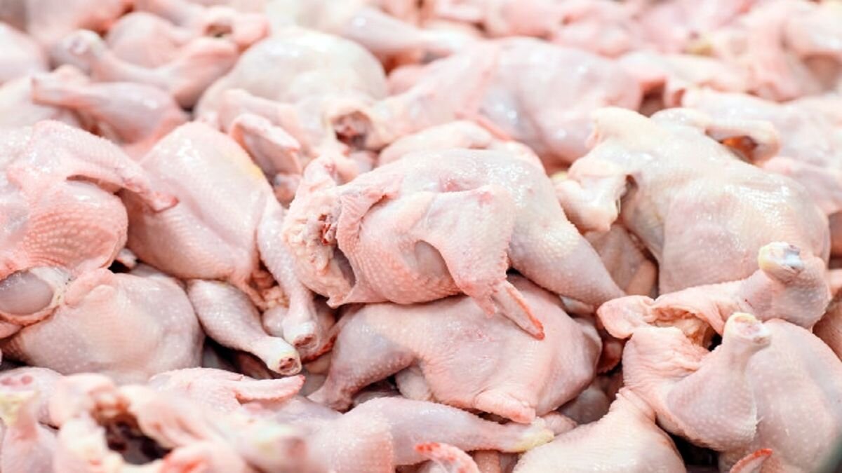 افزایش سرسام آور قیمت مرغ در بازار امروز | قیمت مرغ امروز به کیلویی چند تومان رسید؟