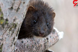 ببینید / حیوان وحشی تهرانی ها را شوکه کرد! + فیلم از پرسه زنی در خیابان ها