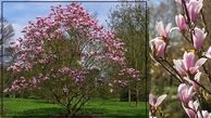 معرفی درخت زینتی مناسب محوطه سازی باغ و ویلا