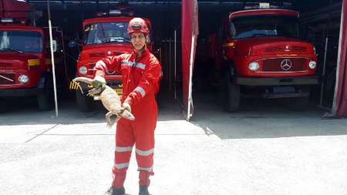 گونه نادر بزغاله مار در مشهد دیده و گرفته شد