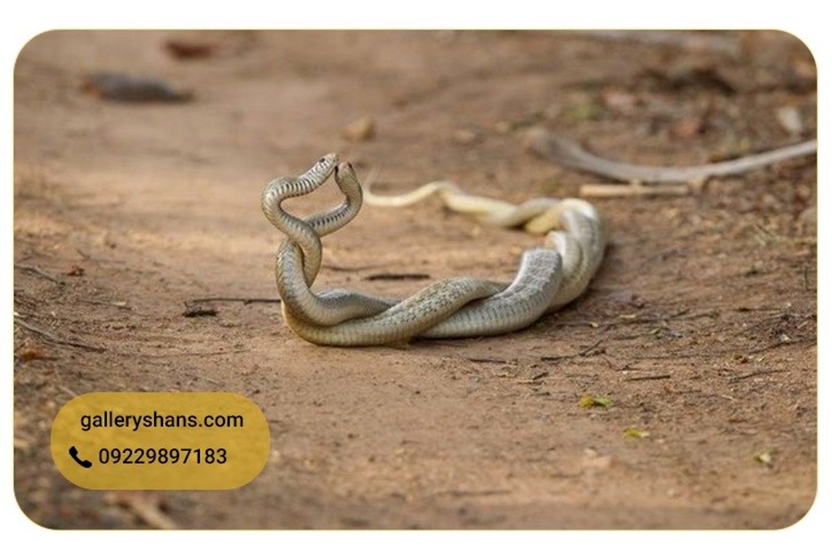 مهره مار اصل